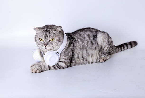 istock American Shorthair 2231843974