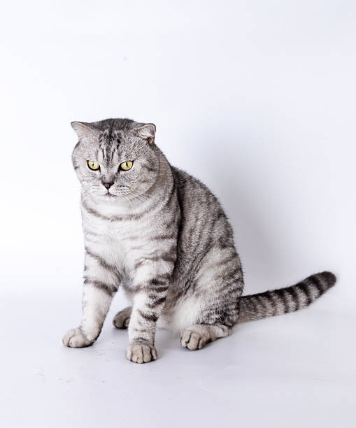 istock American Shorthair 2231843975