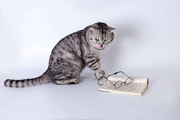 A short-haired cat from the United States photographed on a white background