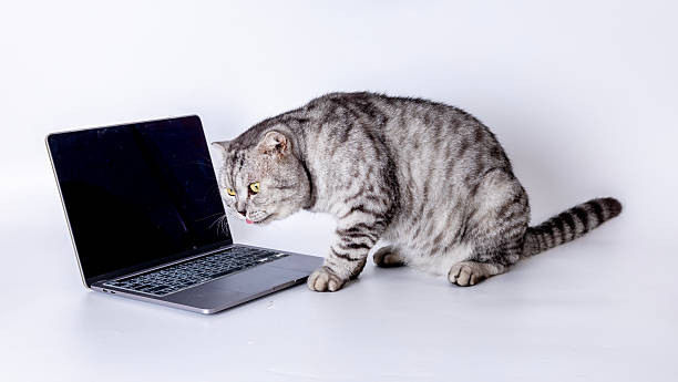 istock American Shorthair 2231844110
