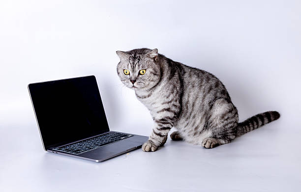 istock American Shorthair 2231844113