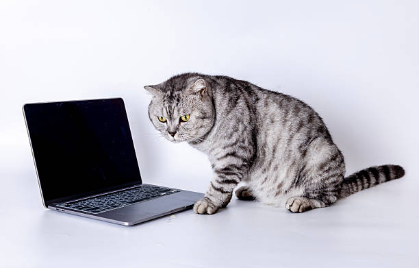 istock American Shorthair 2231844127