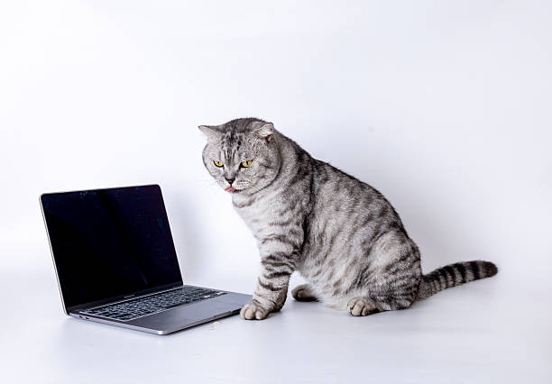 istock American Shorthair 2231844134