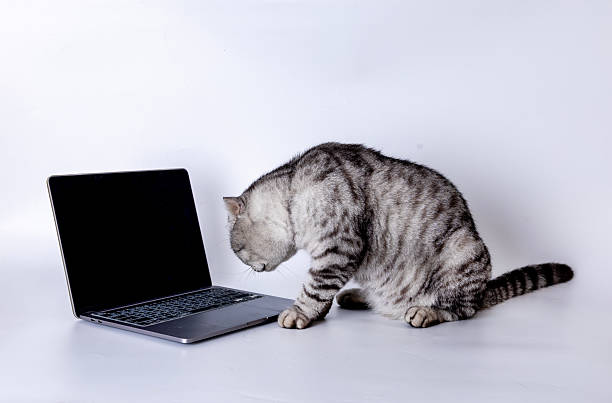 istock American Shorthair 2231844138