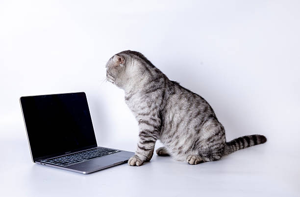 istock American Shorthair 2231844142