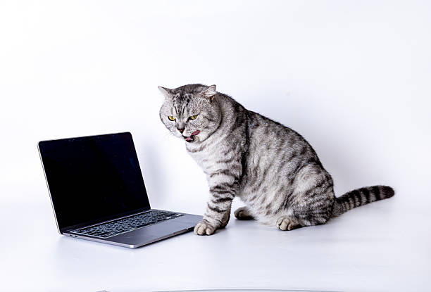 istock American Shorthair 2231844146