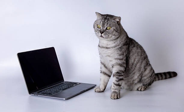 istock American Shorthair 2231844171