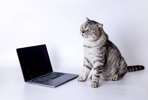 istock American Shorthair 2231844176