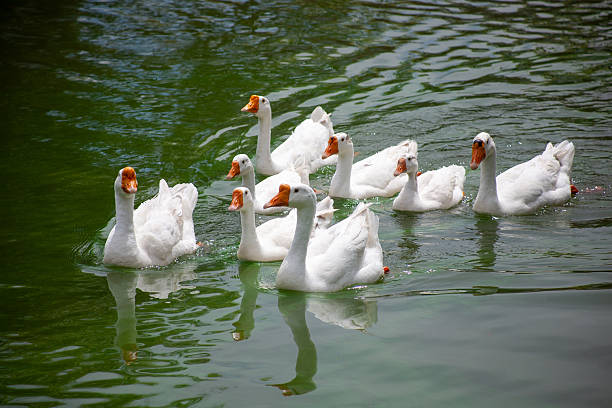 istock Chiang Mai deploys geese to tackle polluted moat 2231844460