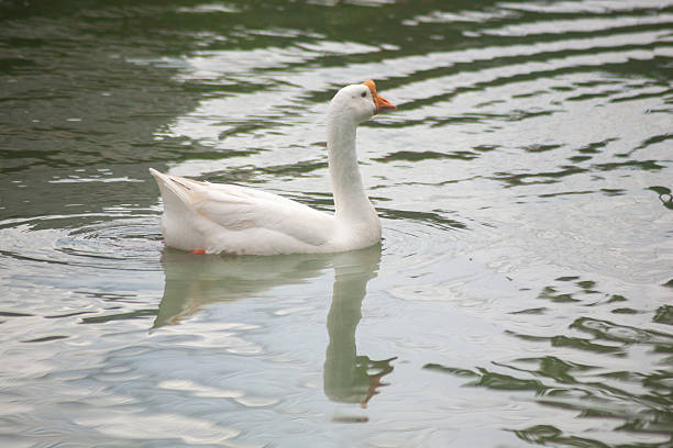 istock Chiang Mai deploys geese to tackle polluted moat 2231844527