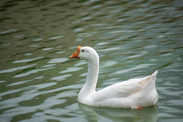 istock Chiang Mai deploys geese to tackle polluted moat 2231844539
