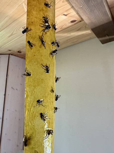 istock Sticky fly trap with caught insects 2231845257