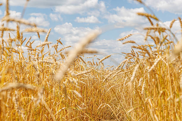 istock Golden rye field swaying gently under the sun 2231846389