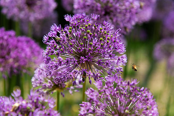 istock allium flower and honey bee 2231848115
