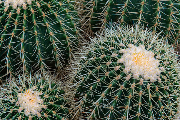 desert plant