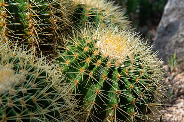 istock close-up of cactus 2231848672
