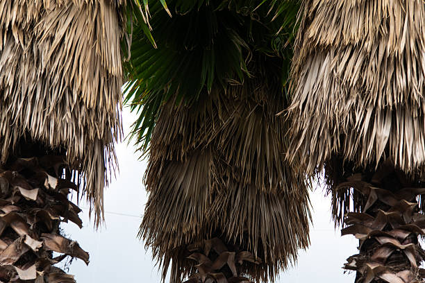 tropical plant
