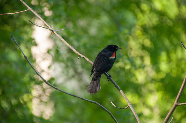 Red Winged Blackbird in the marsh