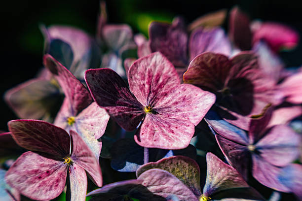 Close Up of Blue And Purple Hydrangea Flowers in Early Summer