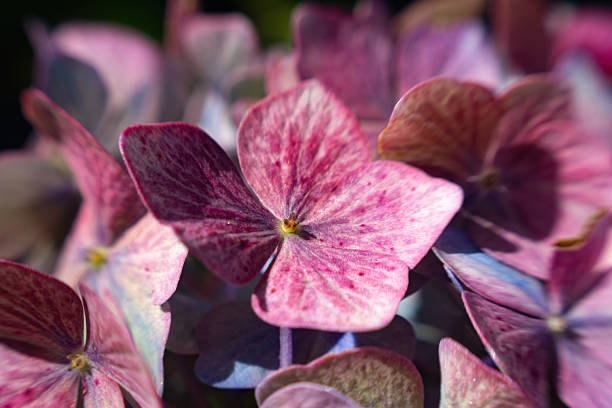Close-up purple hydrangea flowers. Blooming summer garden. Background and texture