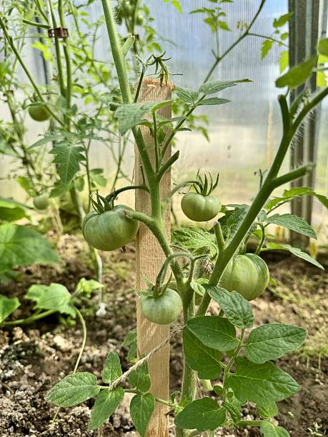 istock Green tomatoes growing on garden plant 2231853597