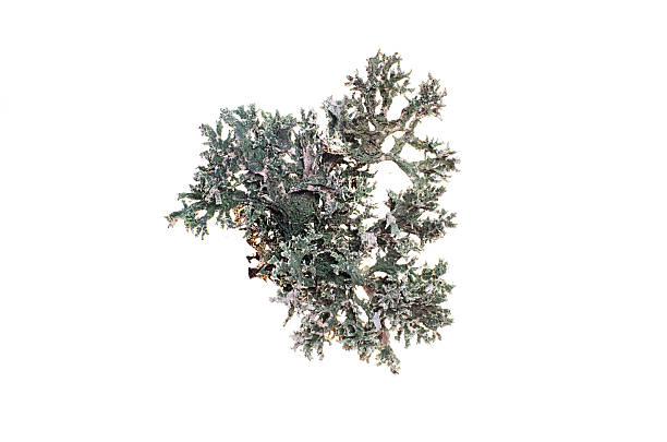istock Greenish lichen on white background in closeup 2231854855