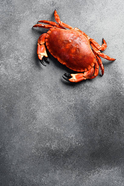 istock Seafood dish, Boiled Serrated mud crab. Top view. Creative photo. Free space for text. 2231854909