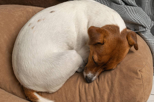 istock Sleeping Jack Russell Terrier Relaxing on a Cozy Brown Pet Bed 2231855039