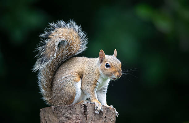 istock Close-up of a curious young grey squirrel standing on a tree stump 2231857528