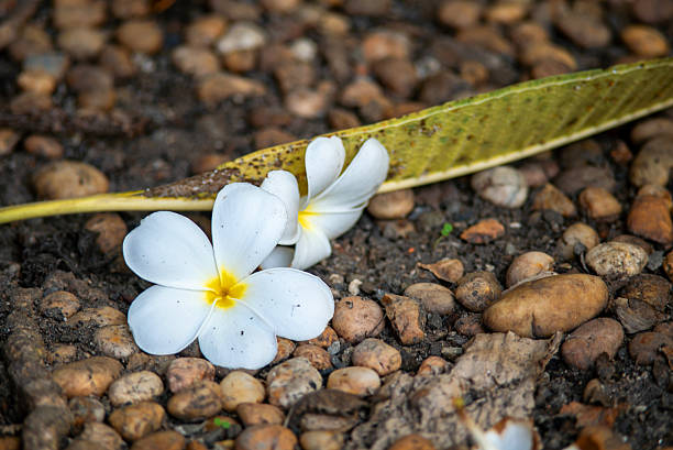 istock White flowers on brown pebbles ground 2231857636