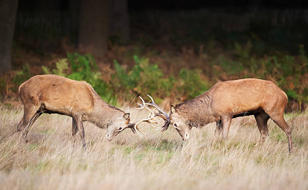 istock Two young red deer stags fighting during rut in autumn 2231857659