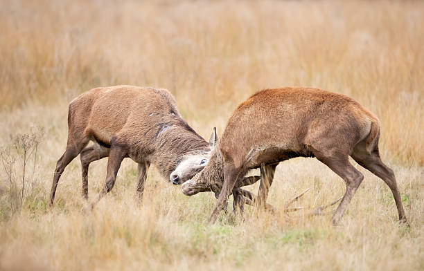 istock Two red deer stags fighting during rut in autumn 2231857665