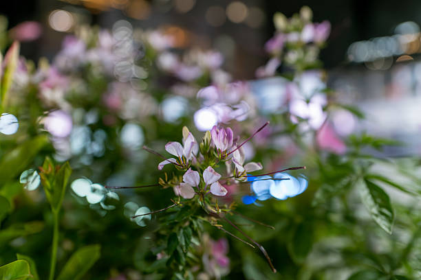 Spider Flower Blooming in the Night City