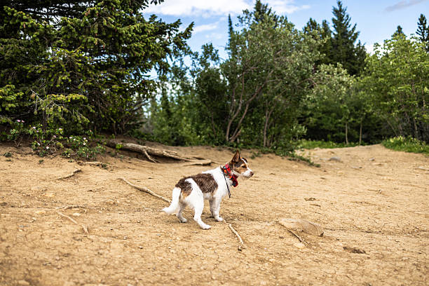 A small dog wearing a red collar standing on a forest trail surrounded by lush greenery.
