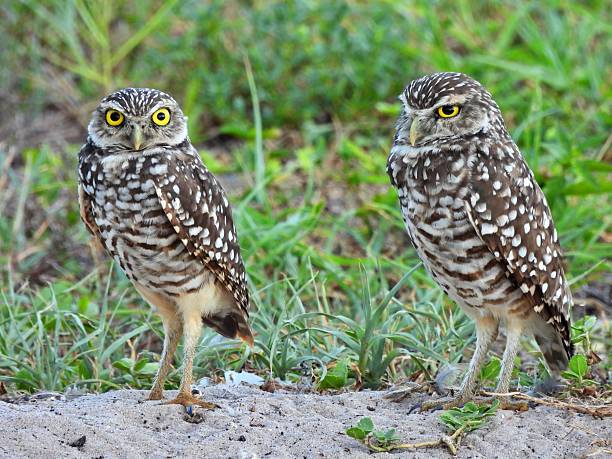istock Burrowing Owls - (Athene cunicularia) - in an uncultivated area,  looking at the camera 2231860476