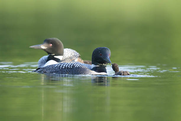 istock Loons and their chick on a serene lake with reflecting green waters 2231860508