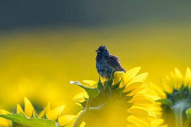 Perched Indigo Bunting in a sunflower field at dawn
