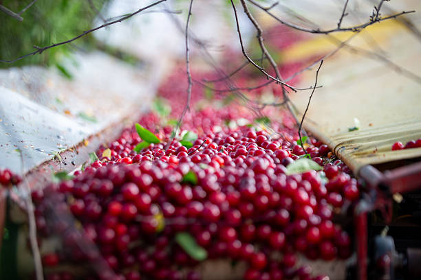 freshly harvested cherries on a conveyor belt