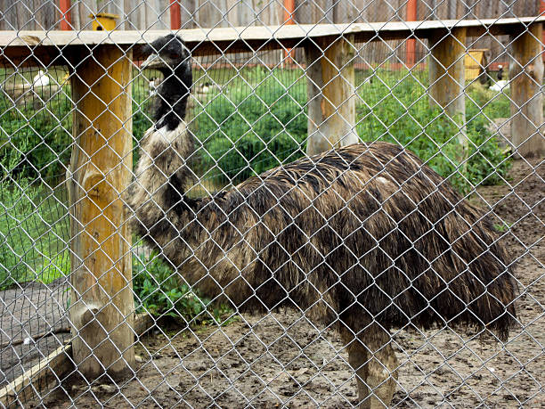 Emu standing inside zoo enclosure, large flightless bird species in captivity, concept of animal conservation, zoological park and wildlife preservation, exotic fauna, biodiversity protection