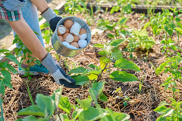 istock Fertilizing eggplant plants with eggshells, outdoor kitchen vegetable garden 2231864413