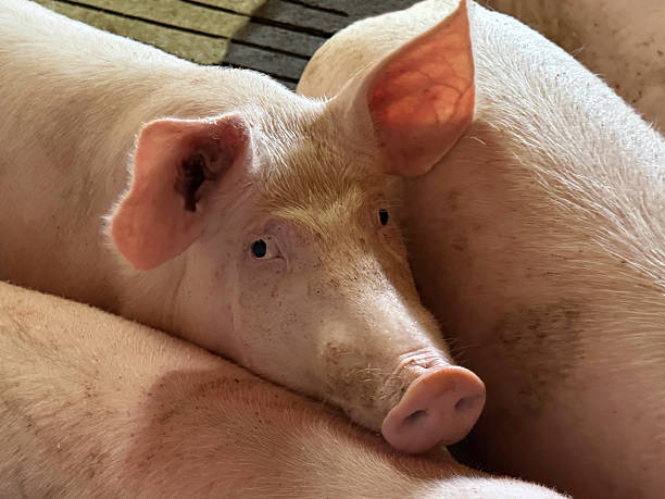 istock Pigs in a farm. 2231864603
