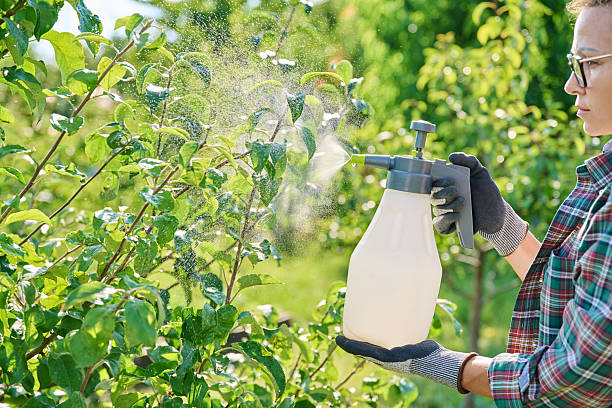 istock Female with garden sprayer spraying apple tree 2231865368