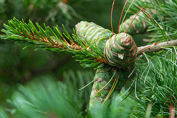 Pinus koraiensis, Korean cedar cones and needles