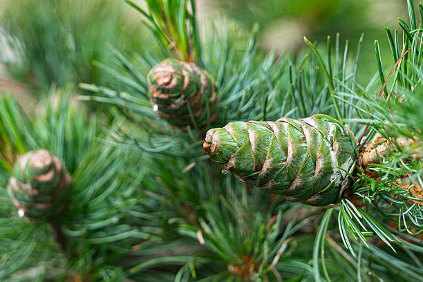 istock Pinus koraiensis, Korean cedar cones and needles 2231867836