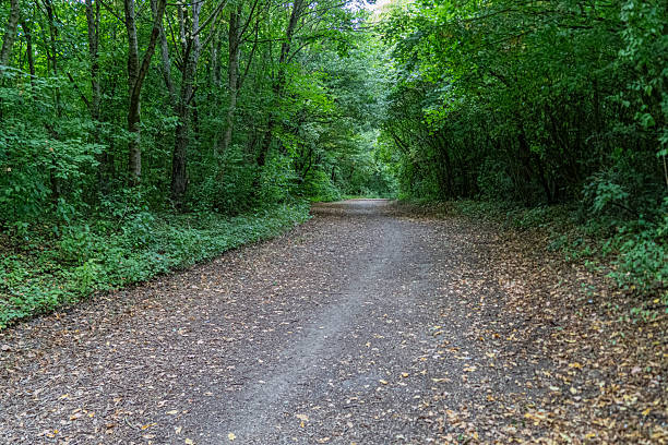 istock Peaceful woodland path through green forest 2231868785