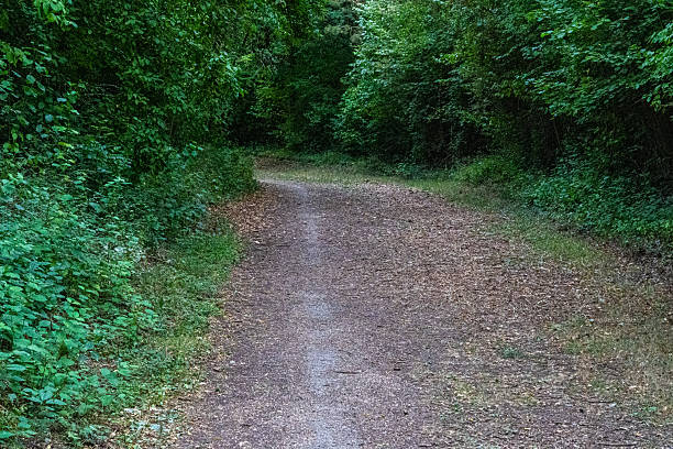 istock Peaceful woodland path through green forest 2231868792