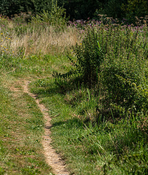 istock Winding canal path with green and brown grass 2231868915