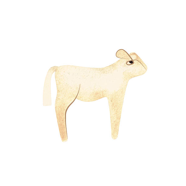 White Angus is the most popular beef cattle breed for beef steaks. Calf. Character for packaging, children's book and encyclopedia. Isolated watercolor illustration in retro style. Clipart