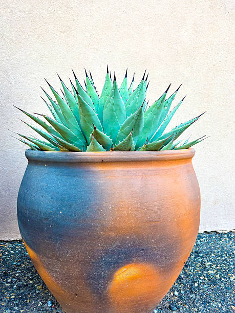 istock Santa Fe Style: Blue Agave Plant in Clay Pot, Copy Space 2231870406