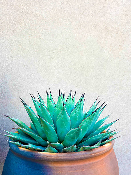 A spiky blue agave (American aloe) plant against a beige stucco background. Copy space available above the plant. Shot in Santa Fe, NM.